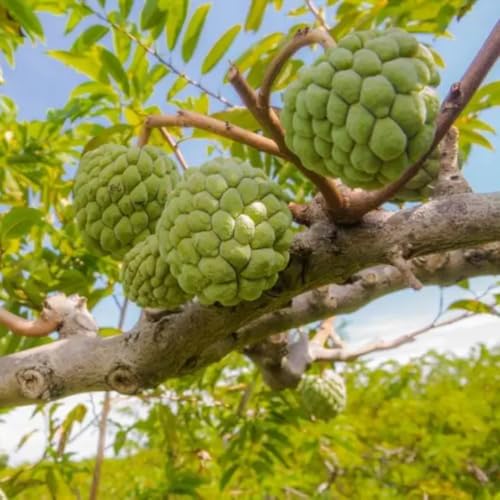Sweet Sugar Apple Plant Live Potted, 9 Months Old, 7-12 Inch Tall from Bottom Pot, Annona Squamosa Sugar Apple Fruit Tree Live Plant
