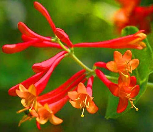 Native Coral Honeysuckle Vine Plant, Lonicera, Ornamental Potted Plant 6-10" tall plant
