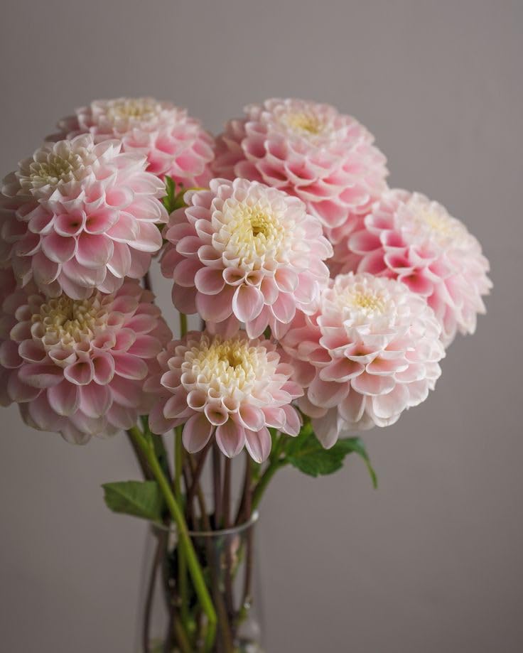 Radha Krishna Agriculture® Dahlia imported pompom For home & Gardening Pack Of 3 bulbs (BABY PINK) (B0D672D1TD) Amazon Price History, Amazon Price Tracker