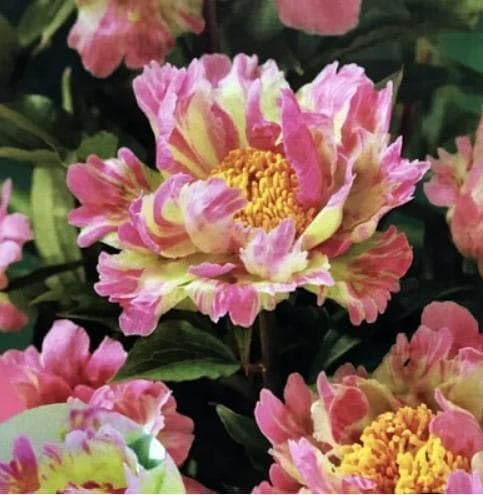 シャクヤクの苗 ピンクスプライザーの品種 1苗