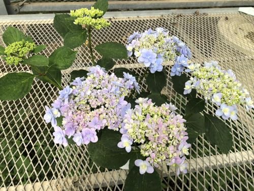 これから開花農場から直送アジサイ加茂セレクション「佳澄かすみ」5号サイズ 正規ラベル付き これから開花農場から直送アジサイ加茂セレクション「佳澄かすみ」5号サイズ 正規ラベル付き