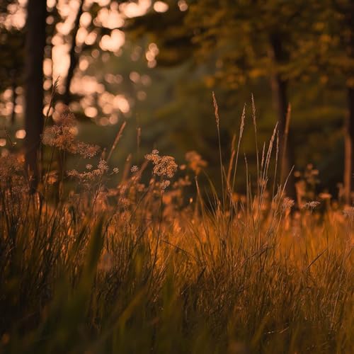 Cicadas Chirping & Forest Birds at Dusk