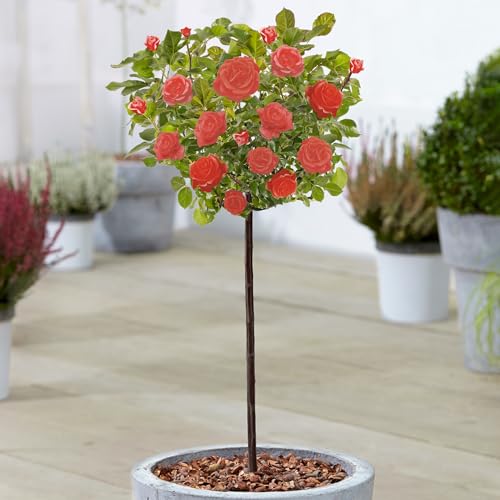 Rot Standardstamm Bunte Rosenpflanzen für den Außenbereich, blühende Gartenrosen in Pflanzgefäßen (120-140cm)
