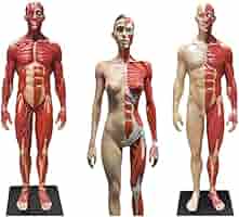 [S116-165] 人体骨格模型 85cm 解剖マネキン S116-165] 人体骨格模型 85cm 解剖マネキン - メルカリ