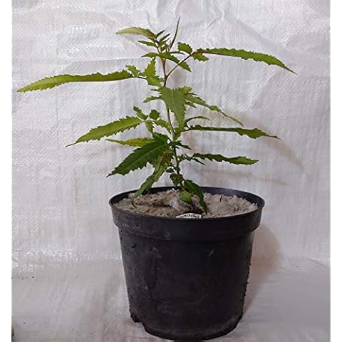 Peruvian Pepper Tree, False Pepper Tree, Schinus Molle in a 17cm.- 2Litre Pot Cover