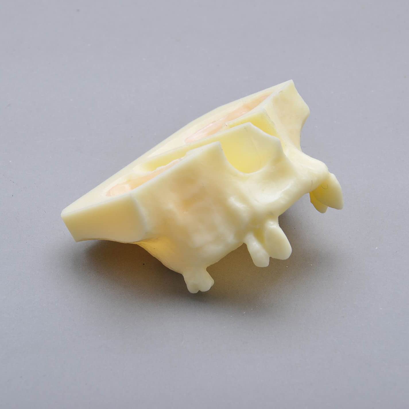 J&J Ortho Sinus Lift Practice Dental Model