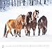 DUMONT - Beloved Horses 2026 - Wall Calendar 38 x 36 cm - Horse Photography by Christiane Slawik for Horse Lovers: Beloved Horses - Adorables Chevaux