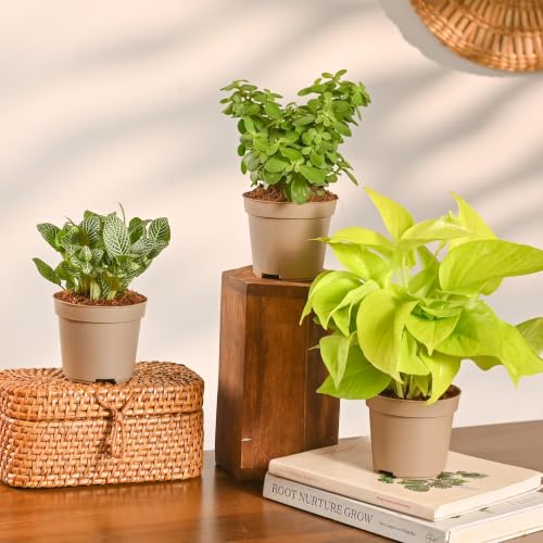 Image of UGAOO Combo of 3 Indoor Live Plants for Home Decor with Pot - Golden Money Plant,Fittonia Green,Jade Mini