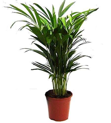 Goldfruchtpalme, Areca Palme, (Areca Chrysalidocarpus) Zimmerpalme, Zimmerpflanze, (ca. 60cm hoch, im 17cm Topf)