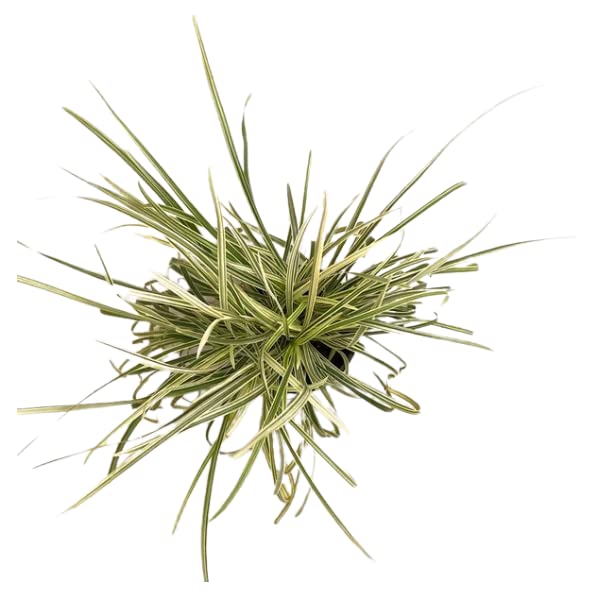 Garden Art Ribbon Grass Live Plant,Green plant Natural Indoor outdoor