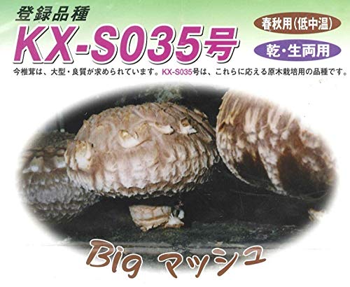 きいたけ Amazon.co.jp: しいたけ 種菌 種駒 ビッグマッシュ 250個 キノコ