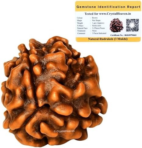 3 Mukhi Rudraksha Original Certified Bead
