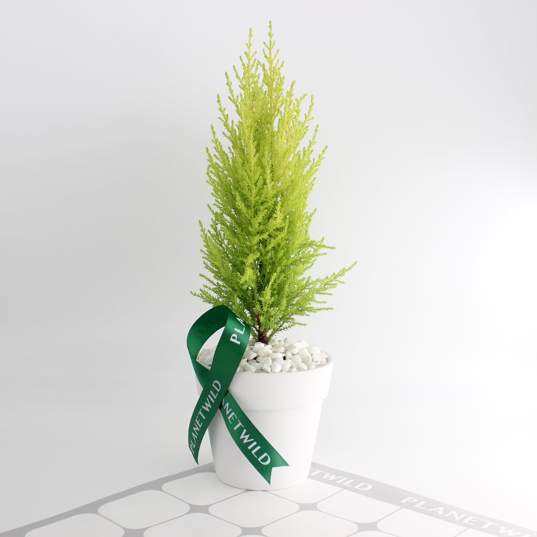 Amazon｜コニファー クプレッサス ゴールドクレスト ウィルマ 本物