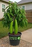 Long Neck Avocado Avocado Tree - Live Big Fruit Tree 12"-24" Tropical Plantae