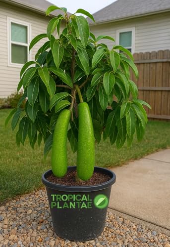 Long Neck Avocado Avocado Tree - Live Big Fruit Tree