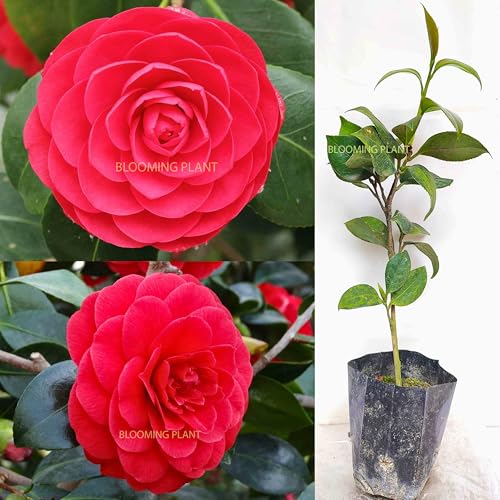 BLOOMING PLANT Oxiflora Camelia Flower Live Plant | Camellia japonica | Japanese Kamiliya Red Rose Tree | Queen of Winter - Flowering Plants For Outdoor Home Garden (1 Small Live Plant in Poly Bag)