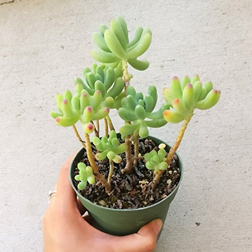 Sedum Pachyphyllum Succulent Jelly Bean Pork And Beans Plants (4 Inch) #TOP7