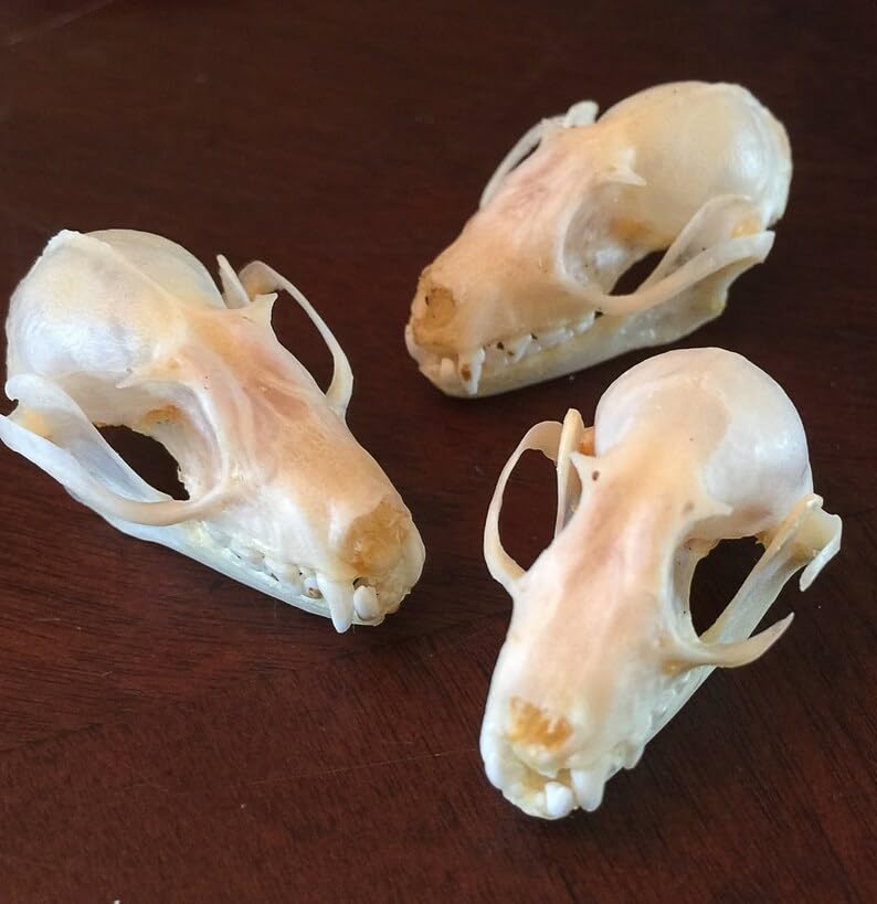 Real Preserved bat Skull - Authentic Fruit Bat Skull for Collection and Study- Sceince Study - Detailed Anatomical Features- Ideal for Art - Oddities