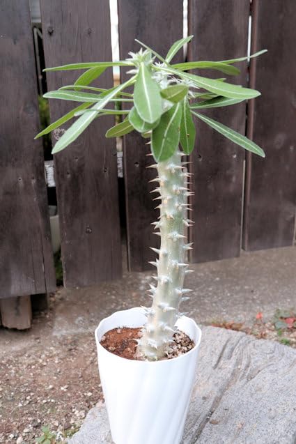 パキポディウム　デンシフローラム　塊根植物 パキポディウム デンシフローラムの育て方