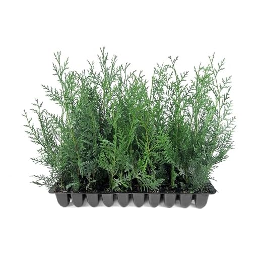 Best garden hedge plants Leyland Cypress Fast Growing Trees