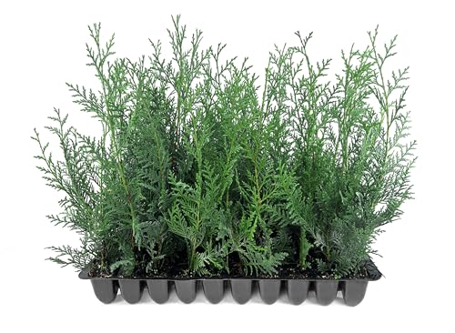 Leyland Cypress | 20 Live Plants | Cupressus × leylandii | F...
