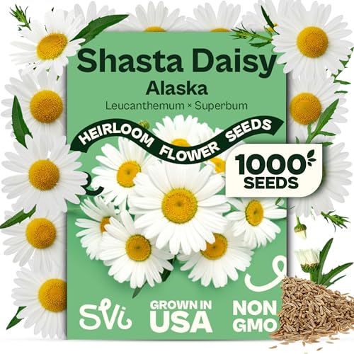SVI 1000 Alaska Shasta Daisy Seeds (Leucanthemum) White Daisy Flowers Seed Packets Bulk Heirloom Wild Flowers Perennial Flower Seeds for Indoor Garden & Outdoor Garden Containers Flower Beds