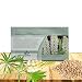 Outsidepride Lupine Noble Maiden - 500 Seeds