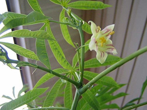 Manihot esculenta | Tapioca | Cassava | Yuca | Manioc | Mandioca | 5_Seeds