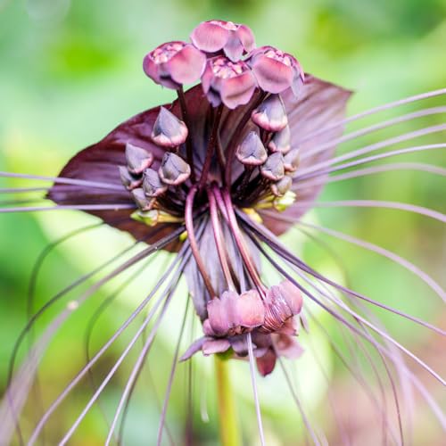 1 Black Tacca Plant Live in 6 Inch Pot - Black Bat Flower Houseplant Great for Indoor and Outdoor Gardening - Easy to Care
