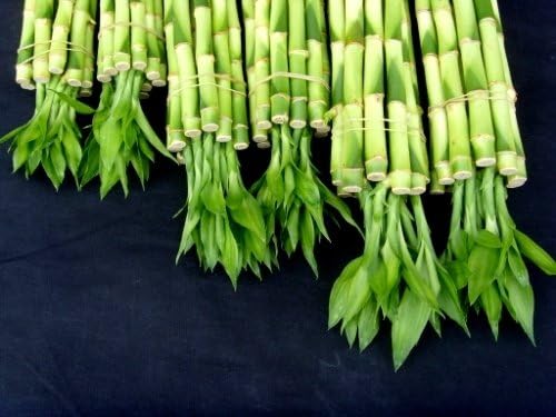 Miniatura 2 de 60 tallos de bambú de la suerte recto 4 X206x208x20 piezas mezclados para regalos y Fengshui