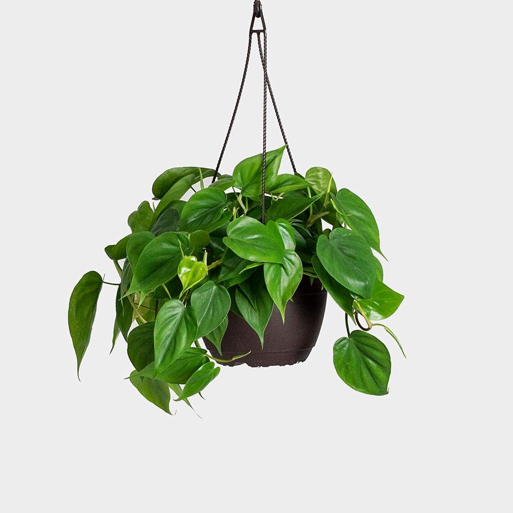 Amazon.com : Heart Leaf Philodendron in 8" Hanging Basket : Patio, Lawn &  Garden