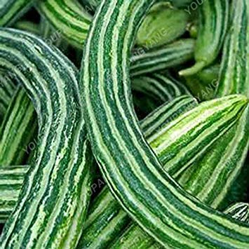 VISTARIC 12 semillas/paquete, semillas de okra roja, saludable delicioso vegetal lindo