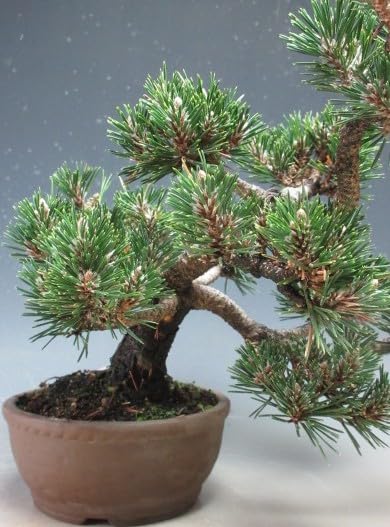 Amazon｜ミニ盆栽 八房 寿黒松（千寿丸）【現品】（10003995）｜観葉