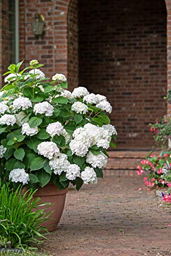 Green Promise Farms Hydrangea M `E.s.blushing Bride` (Reblooming) Shrub, 2-Size Container, Rb Light Pink/White #TOP3