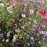 Wolph Enix Recordings