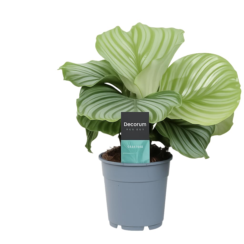 Calathea Orbifolia 30-40 cm - Korbmarante Zimmerpflanze  Pflegeleichte,  Dekorative Pflanze fr das Zuhause - Luftreinigend & Schattentolerant :  Amazon.de: Garten