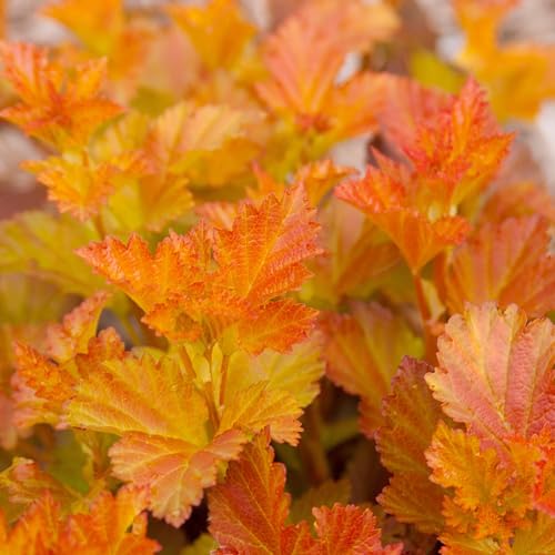Plant Theory Amber Jubilee Ninebark Physocarpus Opulifolius Shrub Plant 2L Pot