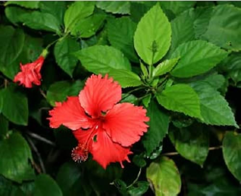 See full amazon price history chart for KD_GUDHAL_LEAVES, Hibiscus Leaves for Hair Health, Strength & Dandruff Relief, Bundle of 50 Fresh Leaves KD_GUDHAL_LEAVES, Hibiscus Leaves for Hair Health, Strength & Dandruff Relief, Bundle of 50 Fresh Leaves (B0D41NVNGK) Amazon Price History, Amazon Price Tracker