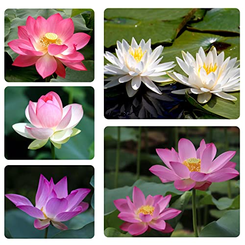 Aoura 30Pcs Mixed Lotus Seeds For Planting Beautiful Bonsai White Pink Dwarf Aquatic Water Lily Flower Plant Seeds For Planting #TOP1
