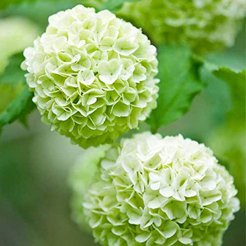 Semillas de flores de hortensia verde claro 20 piezas Perennes orgánicas frescas...