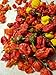 Fresh Super Hot Peppers - Mixed Box: Carolina Reapers, Ghost, Scorpion, ETC.