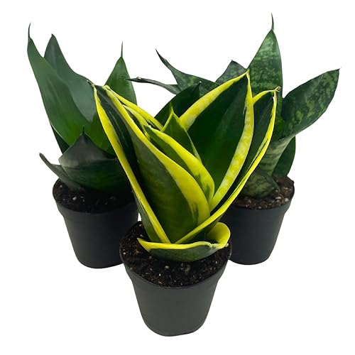 BubbleBlooms Sansevieria Trifasciata Assortment 3 Different Dwarf Rosette-Shaped Snake Plants