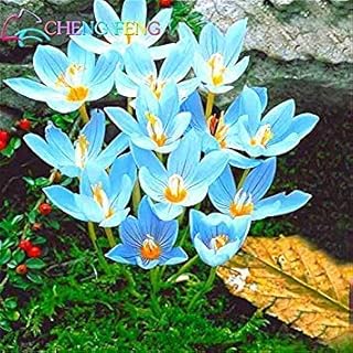 Seeds Orange: Crocus Seed Potted Seedss Flowers Balcony Seedss 100 Seeds Chinese Garden Medicine Herb Flower Bulbs Seed Bonsai Pot Home Gift: Only Seeds
