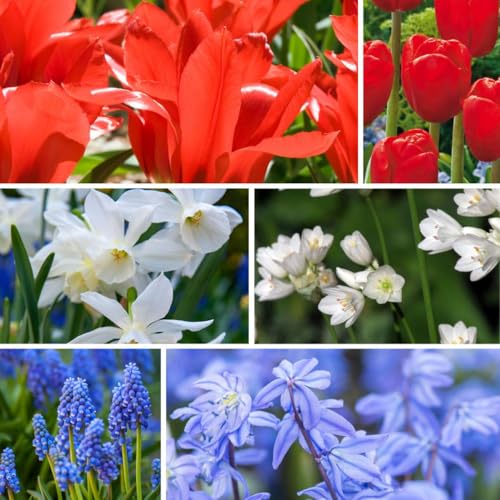 Plant in a Box - Zwiebeln aus Holland - 250er-Set - Fröhliche Blumenzwiebel Mischung - Tulipe - Narzisse - Scilla - Allium Plant in a Box - Zwiebeln aus Holland - 250er-Set - Fröhliche Blumenzwiebel Mischung - Tulipe - Narzisse - Scilla - Allium