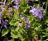 Baumschule Pflanzenvielfalt