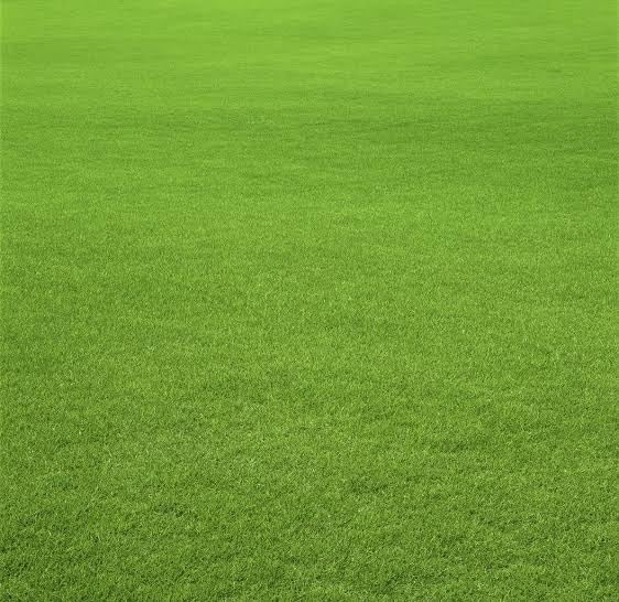 Image of SK ORGANIC American Bermuda Lawn Grass Seeds fr Garden and Parks (1kg)