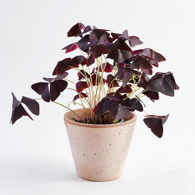 Butterfly bush live plant (Pack of 1 Healthy live plant)-image-3