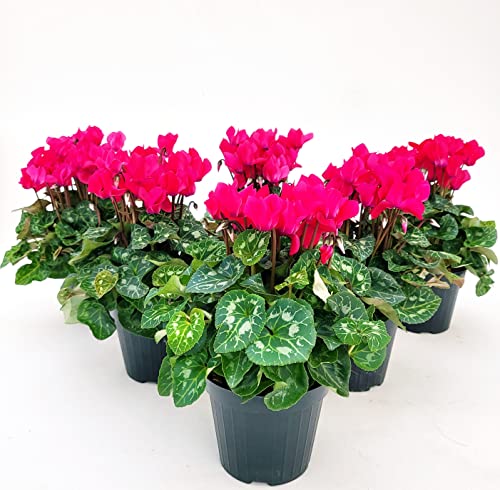 POWERS TO FLOWERS - CICLAMINO SUPERSERIE ROSA INTENSO, FIORITURA EXTRA, 6 PIANTE, VASO 12CM, piante vere