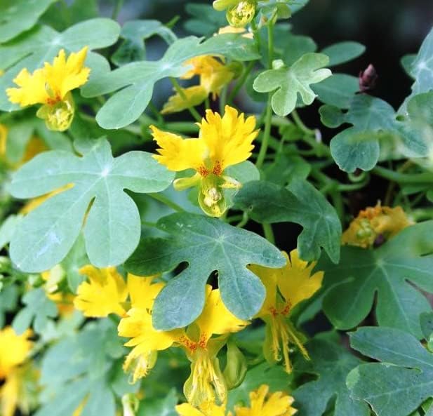 Miniatura 7 de Semillas Canarias Creeper Mix Canarybird Capuchina Berro Indio Flores Anuales