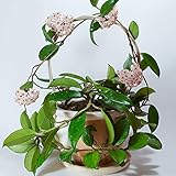 250 piezas Hoya Carnosa Plant Climbing Plant Seeds - Serie de plantas raras - Regalos para los amantes del jardín Mini Garden Bee Meadow Seeds Semillas de flores silvestres